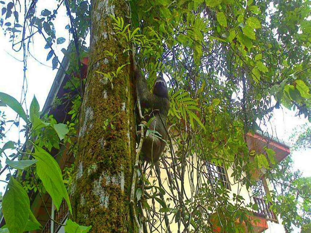 Hotel Tres Banderas Manuel Antonio Exteriér fotografie